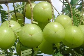 TOP 10 CÔNG DỤNG CỦA AMLA – SIÊU THỰC PHẨM SỐ MỘT TRÊN THẾ GIỚI